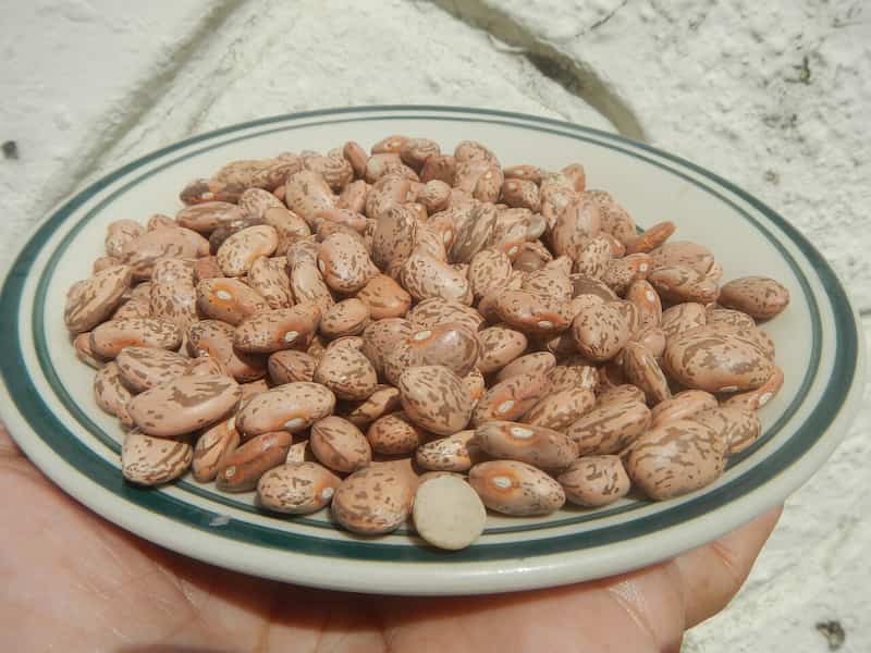 قیمت لوبیا چیتی زنجان با کیفیت ارزان + خرید عمده
